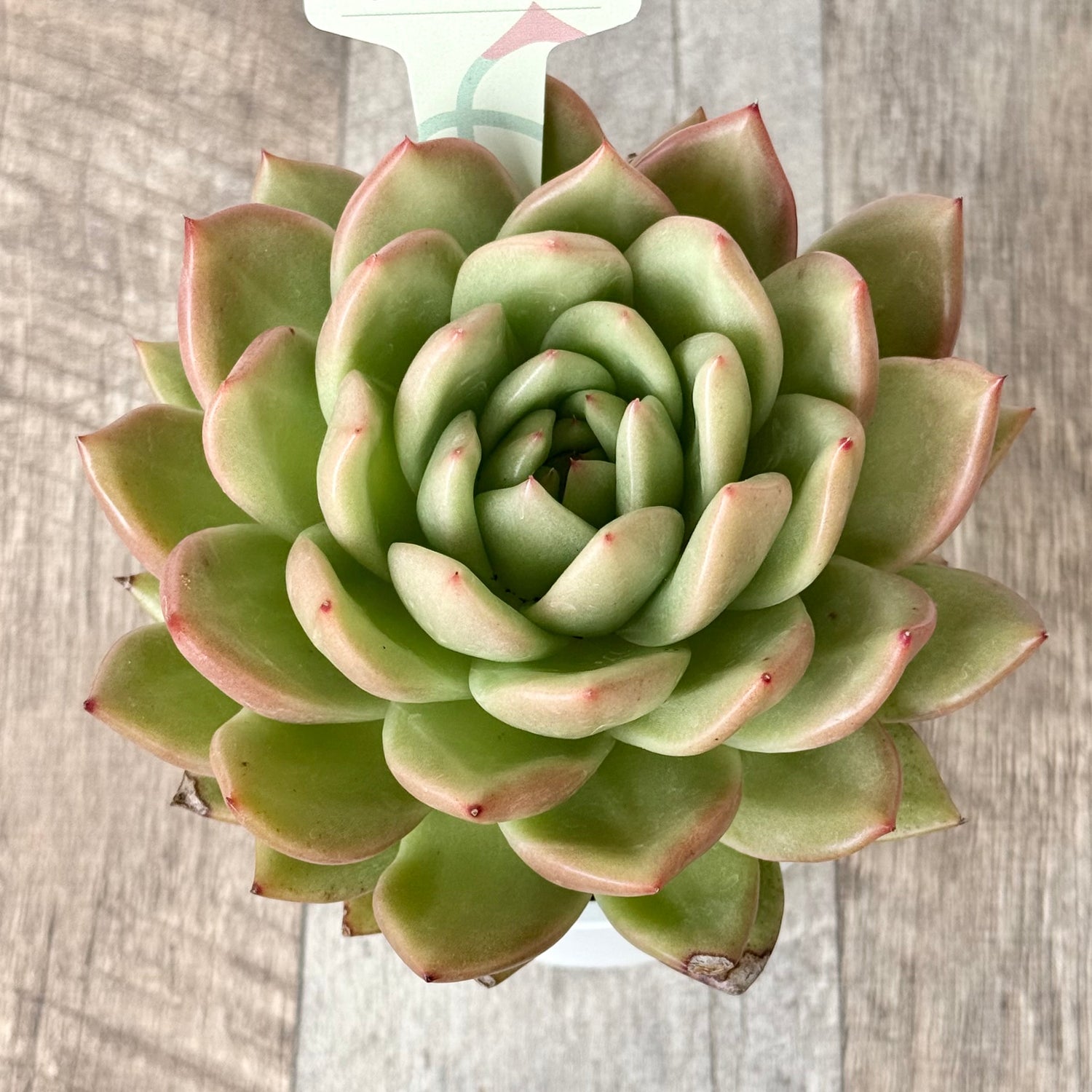 ゴールデンハート【tawawaハウス苗】（9cmポット）