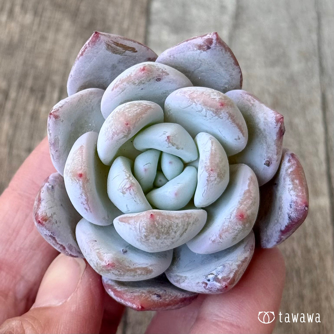 ＊新入荷＊　コルイ（エアーマジック農園苗）