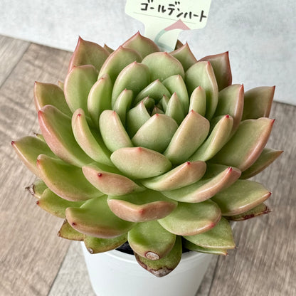 ゴールデンハート【tawawaハウス苗】（9cmポット）