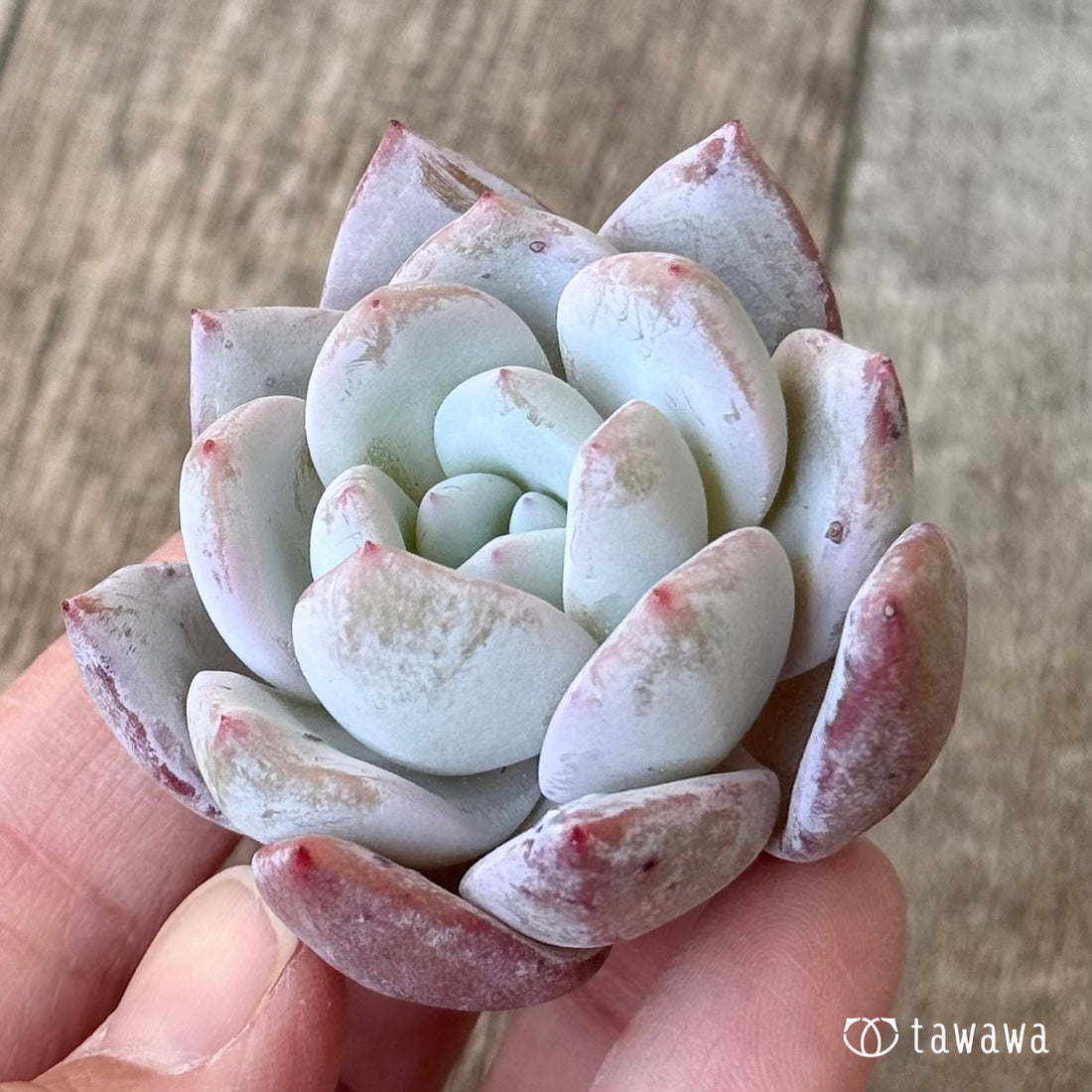 【3/9発売】コルイ（エアーマジック農園苗）