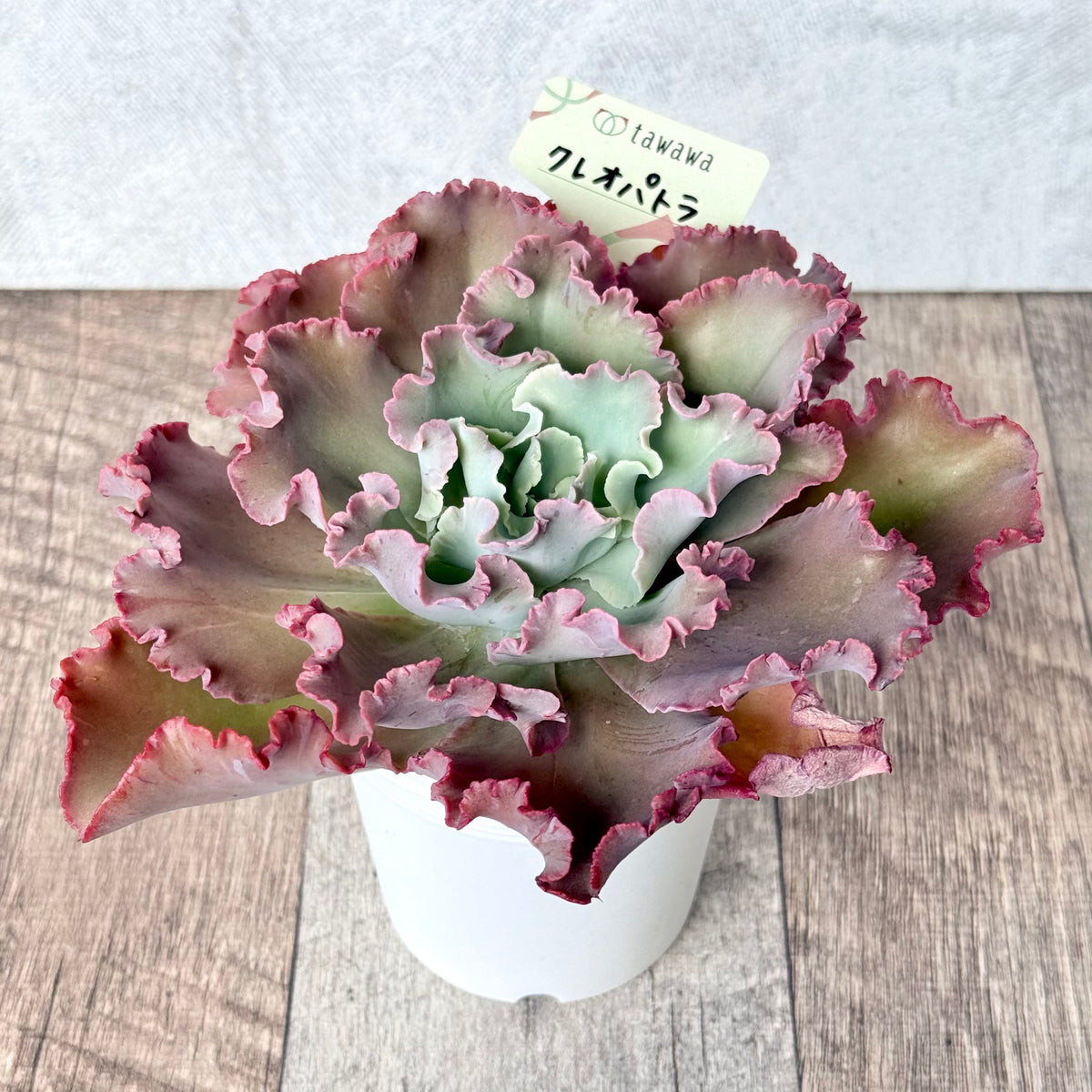 Cleopatra [Tawawa House Seedling] (7.5cm Pot)