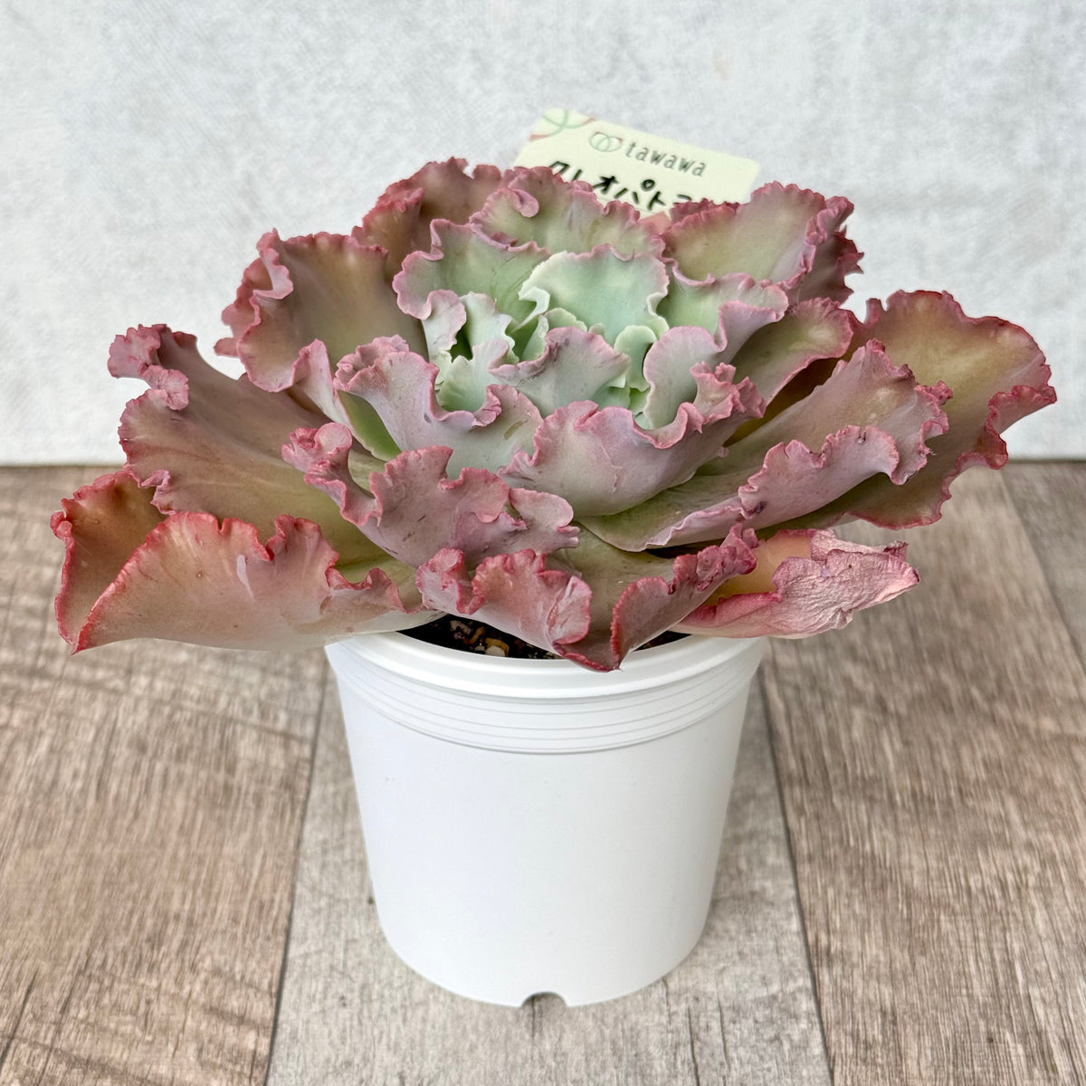 Cleopatra [Tawawa House Seedling] (7.5cm Pot)