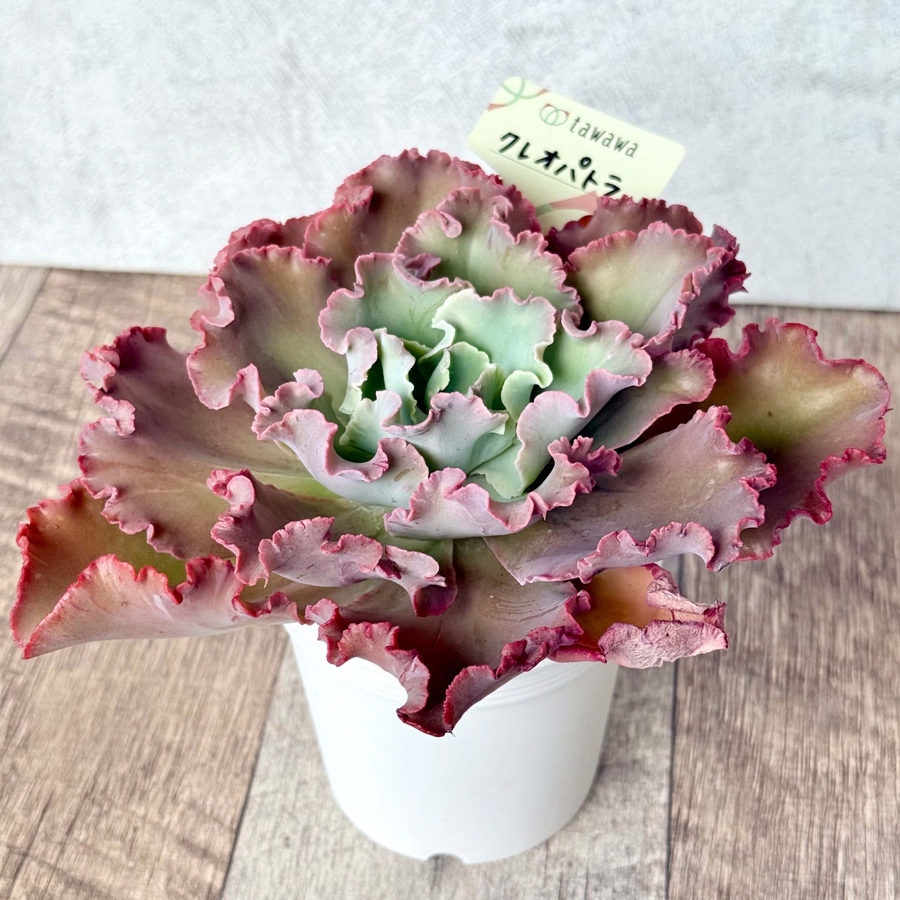 Echeveria – tagged 