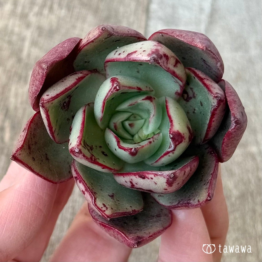 ＊新入荷＊　マジックロホ（エアーマジック農園苗）