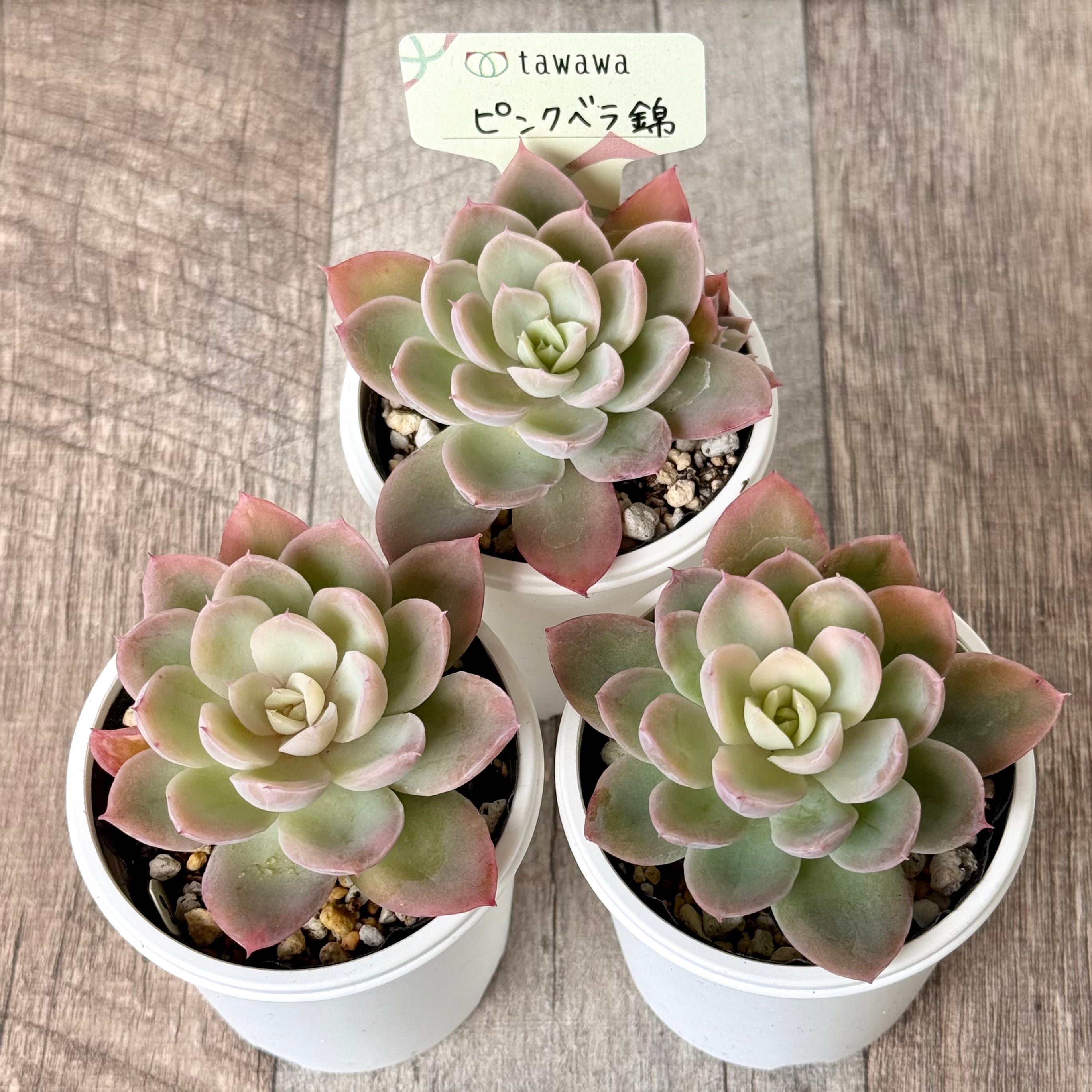 ピンクベラ錦【tawawaハウス苗】