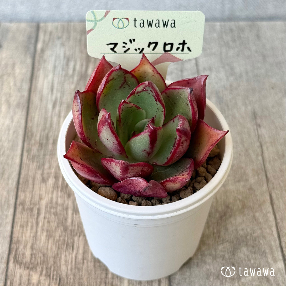 マジックロホ（エアーマジック農園苗）