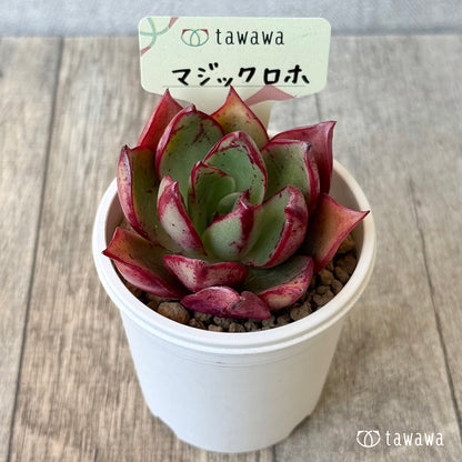 マジックロホ（エアーマジック農園苗）