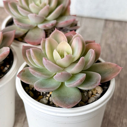 ピンクベラ錦【tawawaハウス苗】