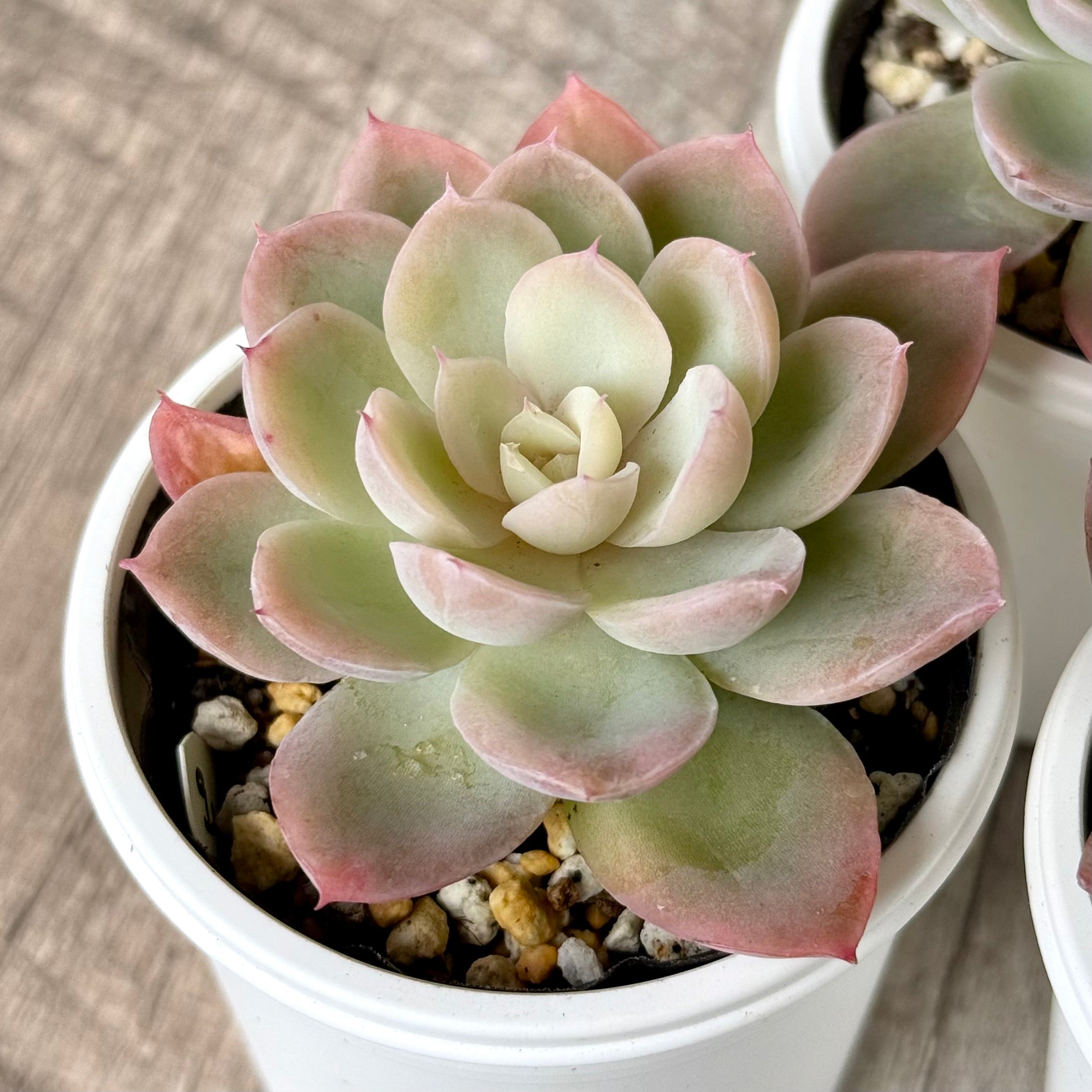 ピンクベラ錦【tawawaハウス苗】