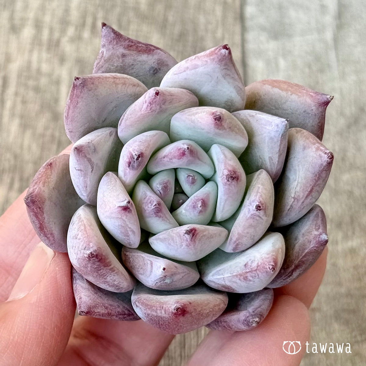 Hitaco (Air Magic Farm Seedlings)