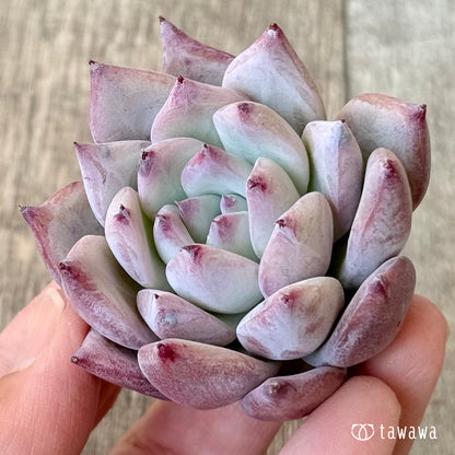 ヒタコ（エアーマジック農園苗）