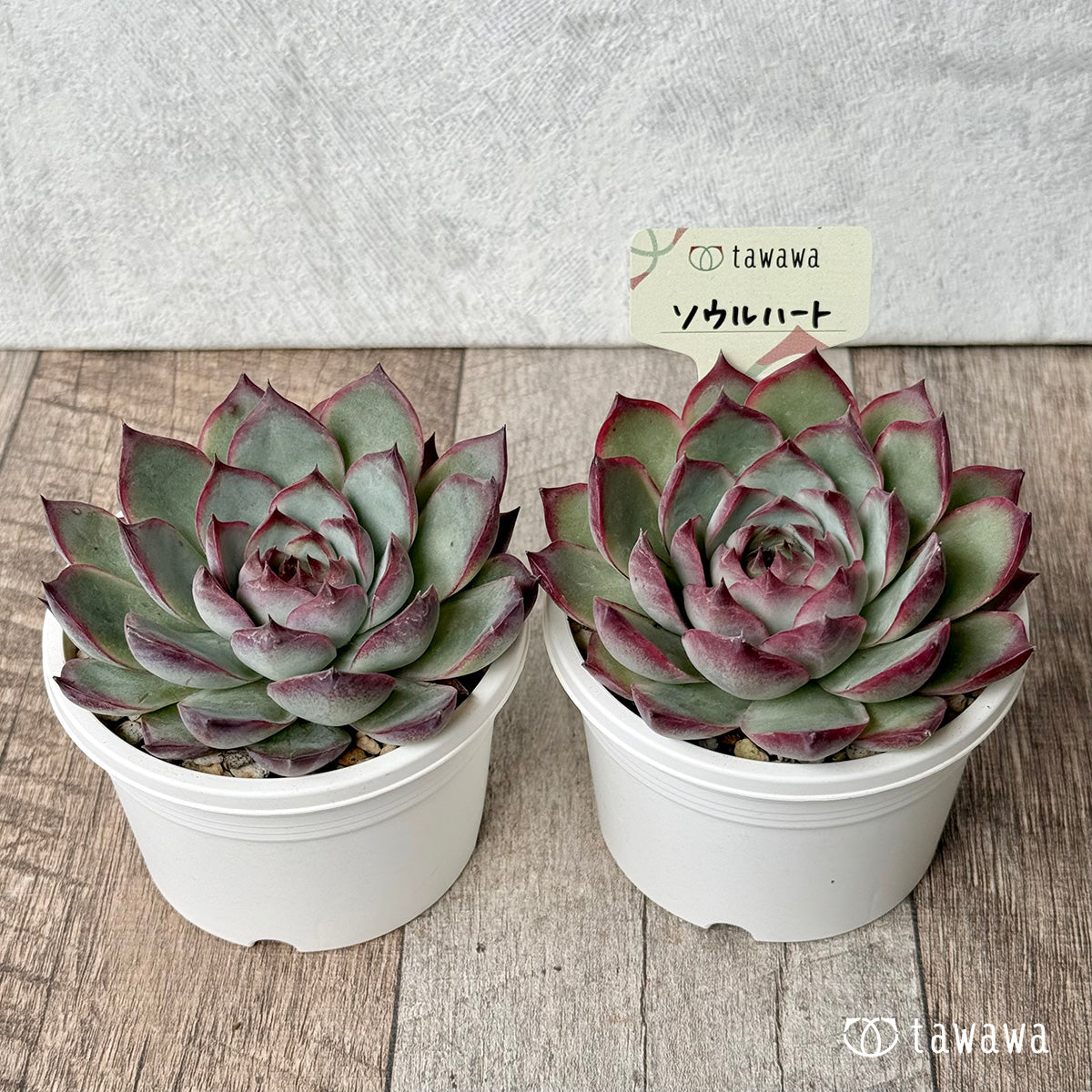 Echeveria – tagged 