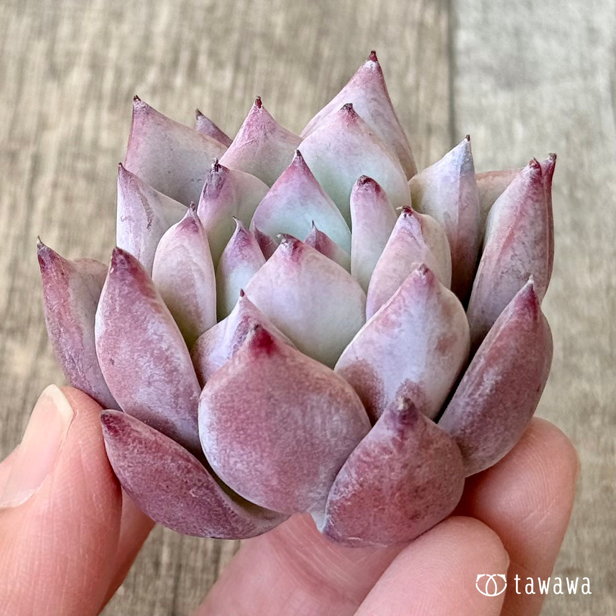 Hitaco (Air Magic Farm Seedlings)