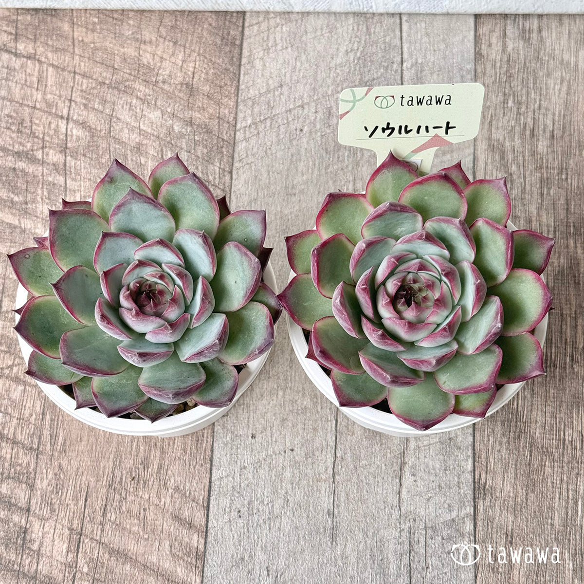 Seoul Heart (Air Magic Farm) [Tawawa House Seedlings] (A-30s Shallow Pot)