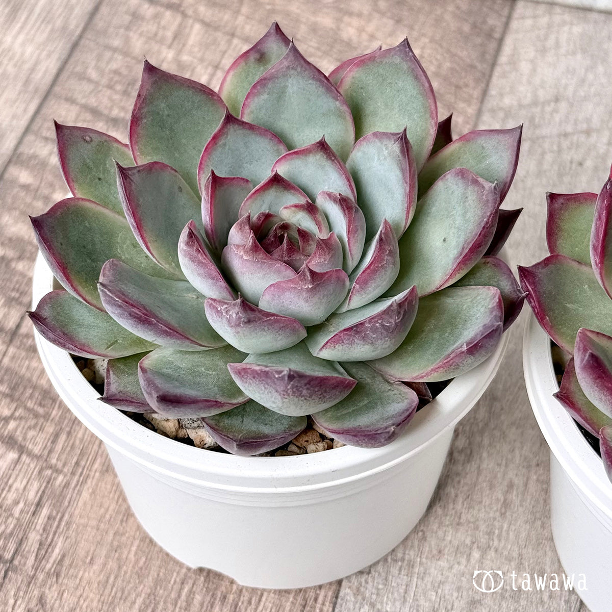 Echeveria – tagged 