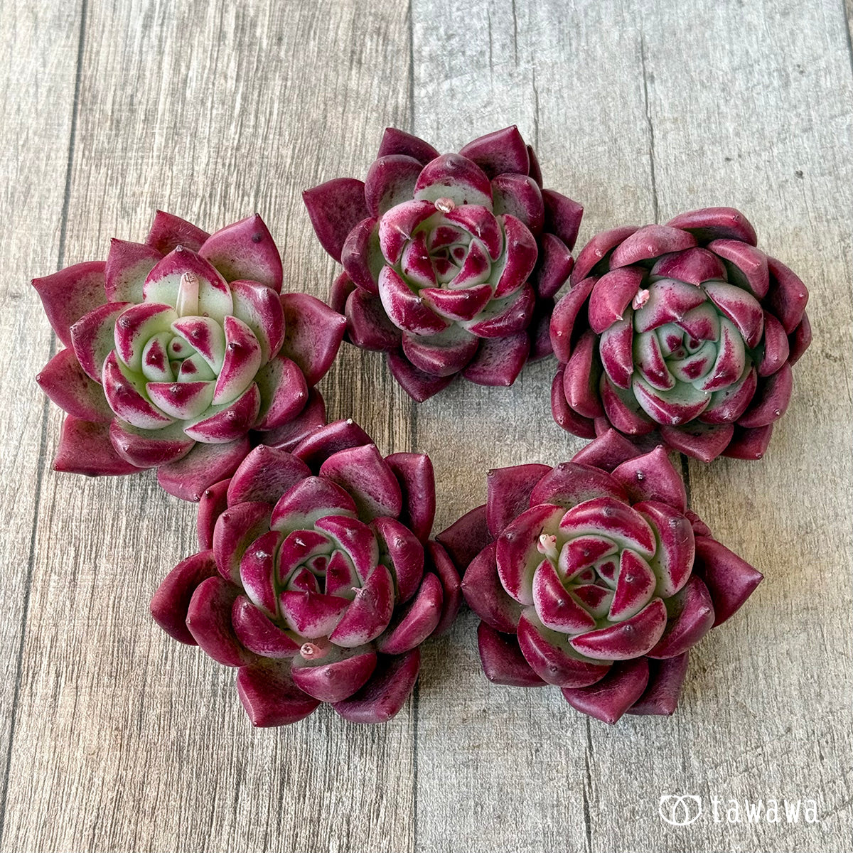 マジッククラウン（エアーマジック農園苗） – 多肉植物の通販・販売