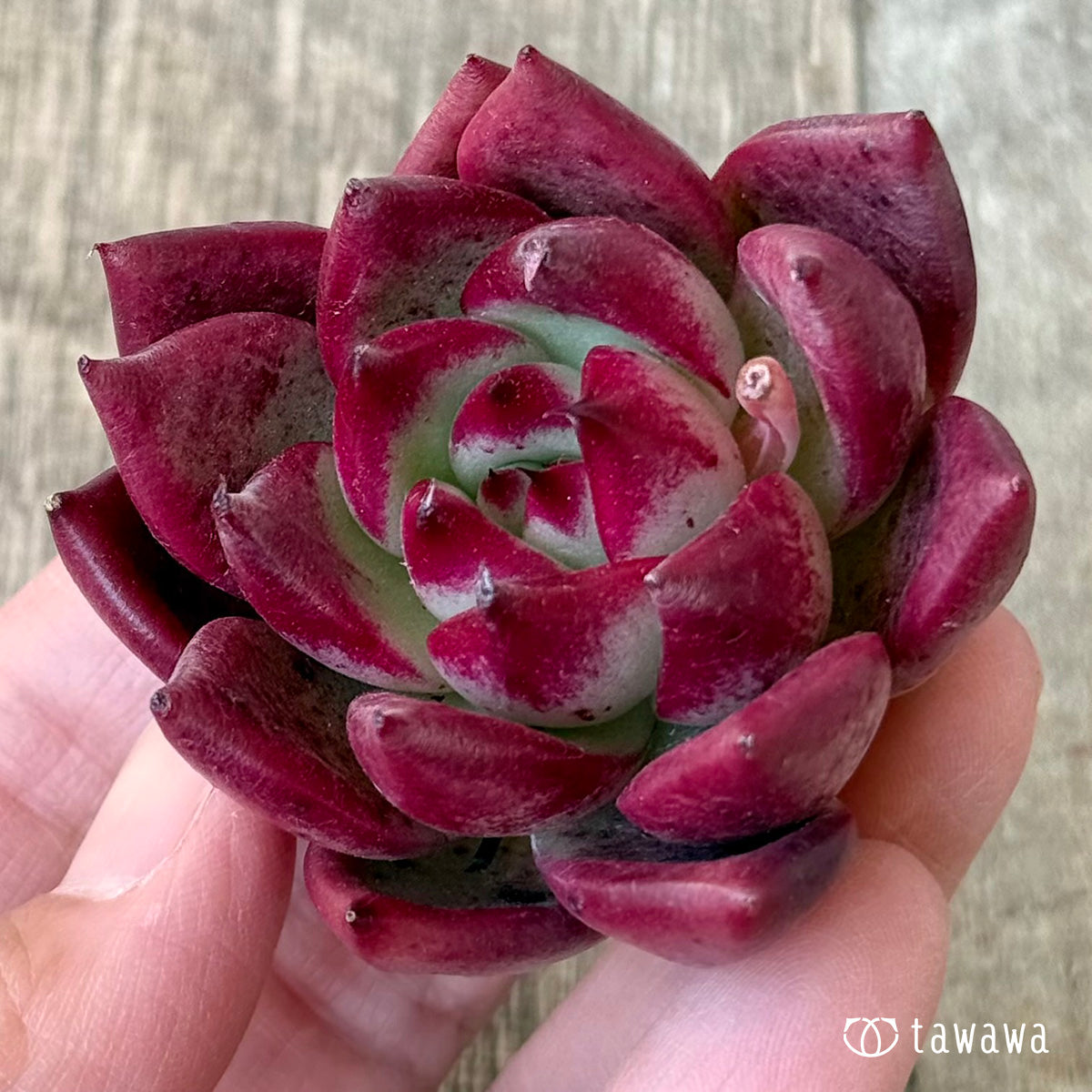 マジッククラウン（エアーマジック農園苗） – 多肉植物の通販・販売