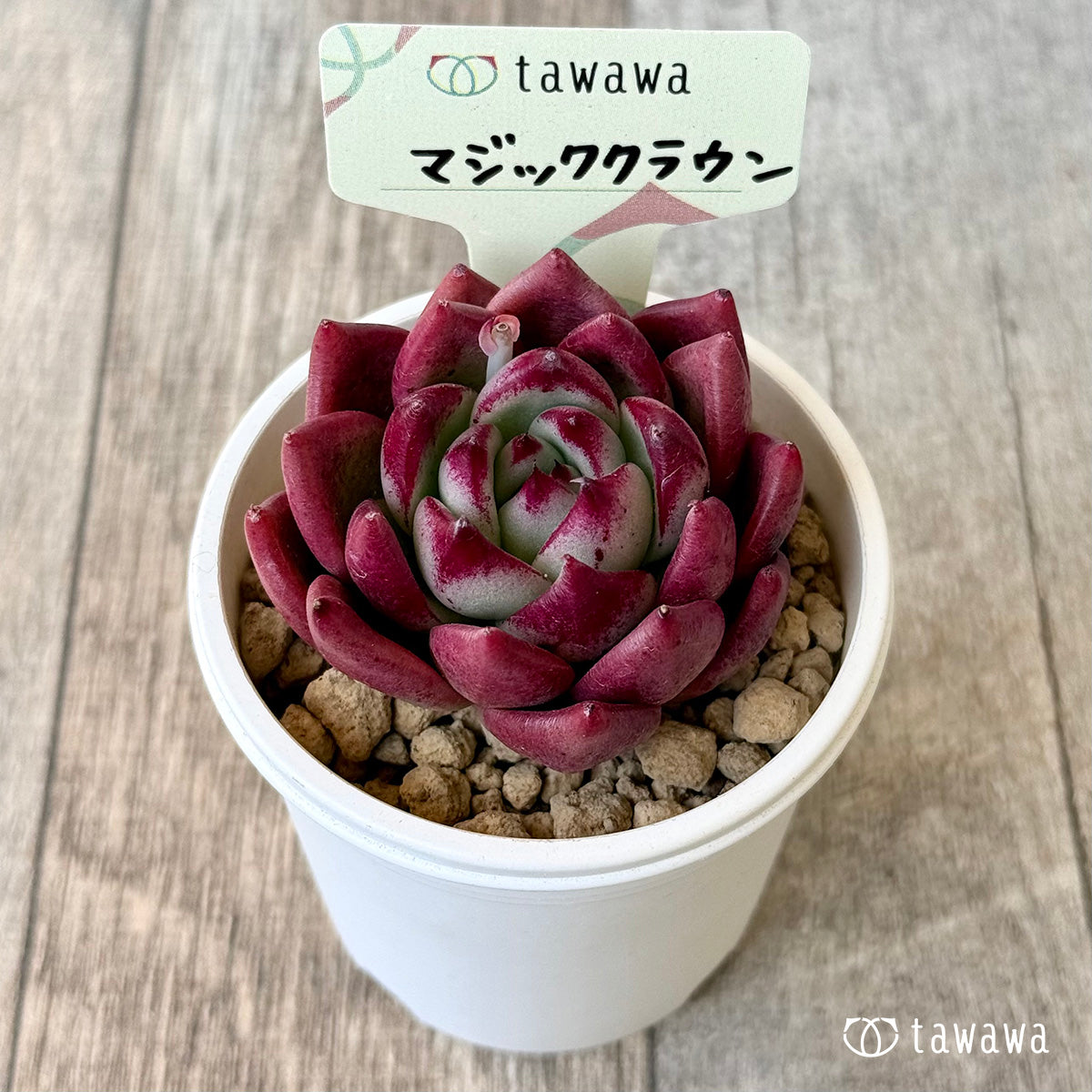 マジッククラウン（エアーマジック農園苗） – 多肉植物の通販・販売