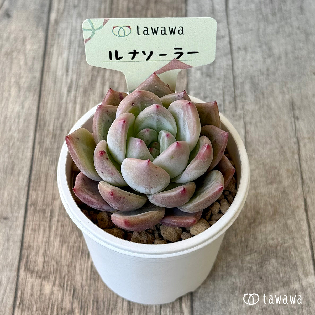 ルナソーラー（エアーマジック苗） – 多肉植物の通販・販売サイト tawawa