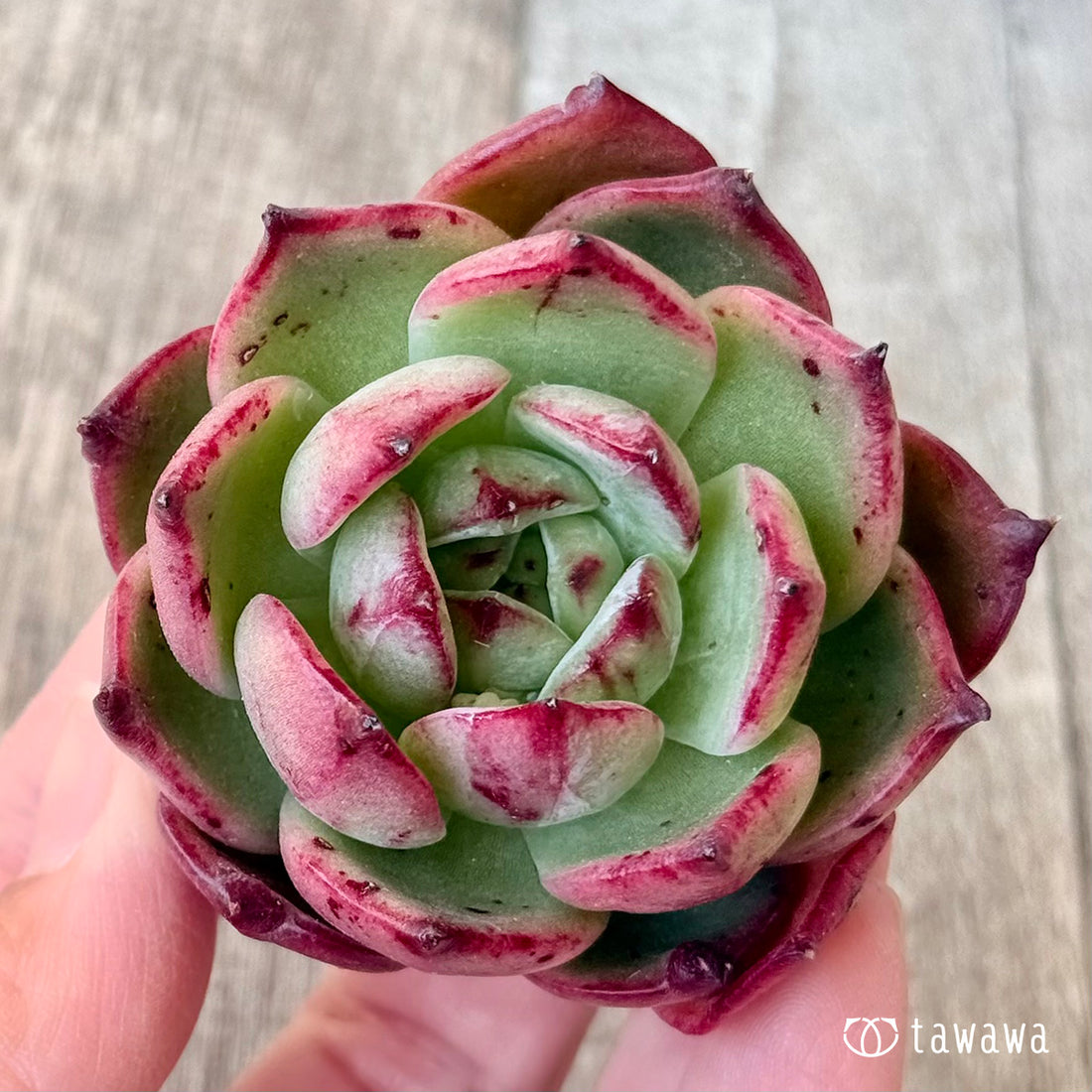 *新入荷* プエコ(エアーマジック農園苗)