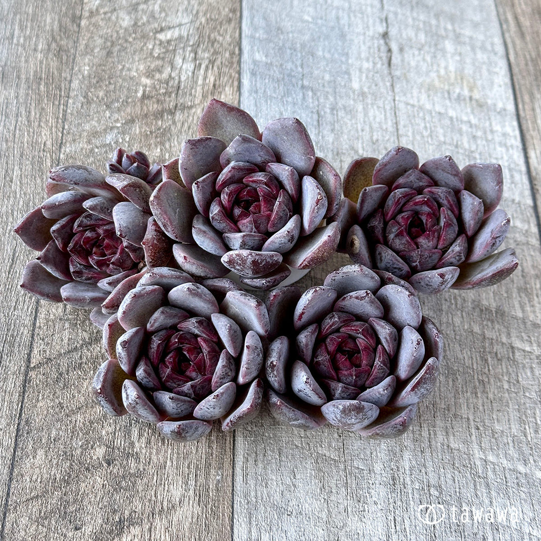 ブラッドマリア×メキシカンスノーボールhyb(花村農園苗)