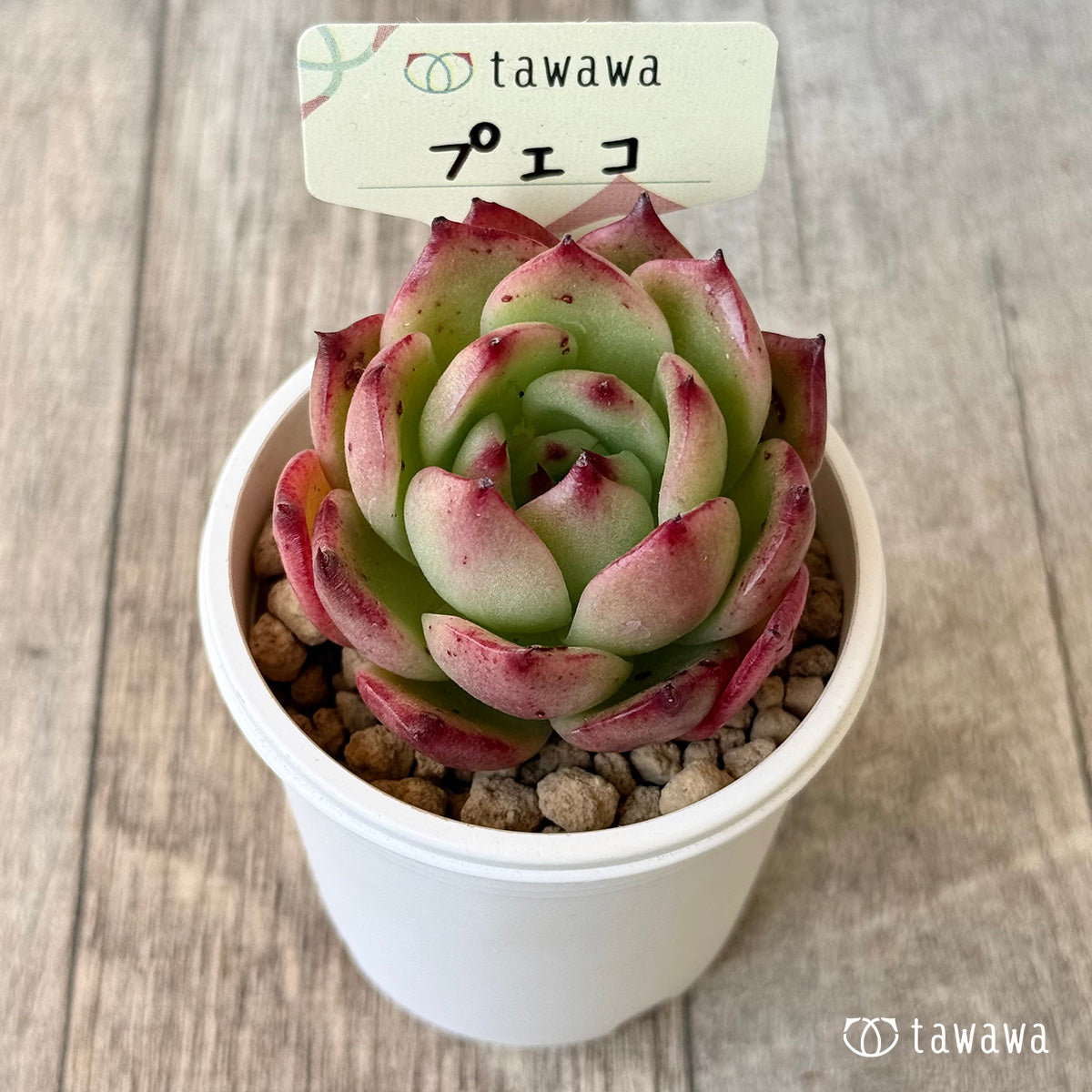 プエコ（エアーマジック農園苗）
