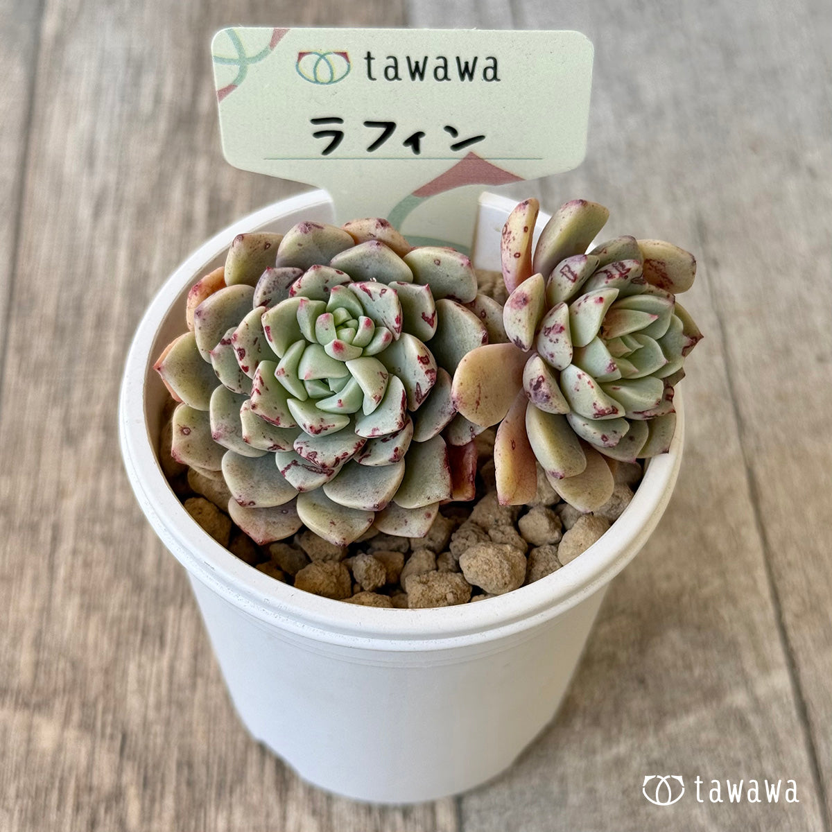 ラフィン（エアーマジック農園苗）