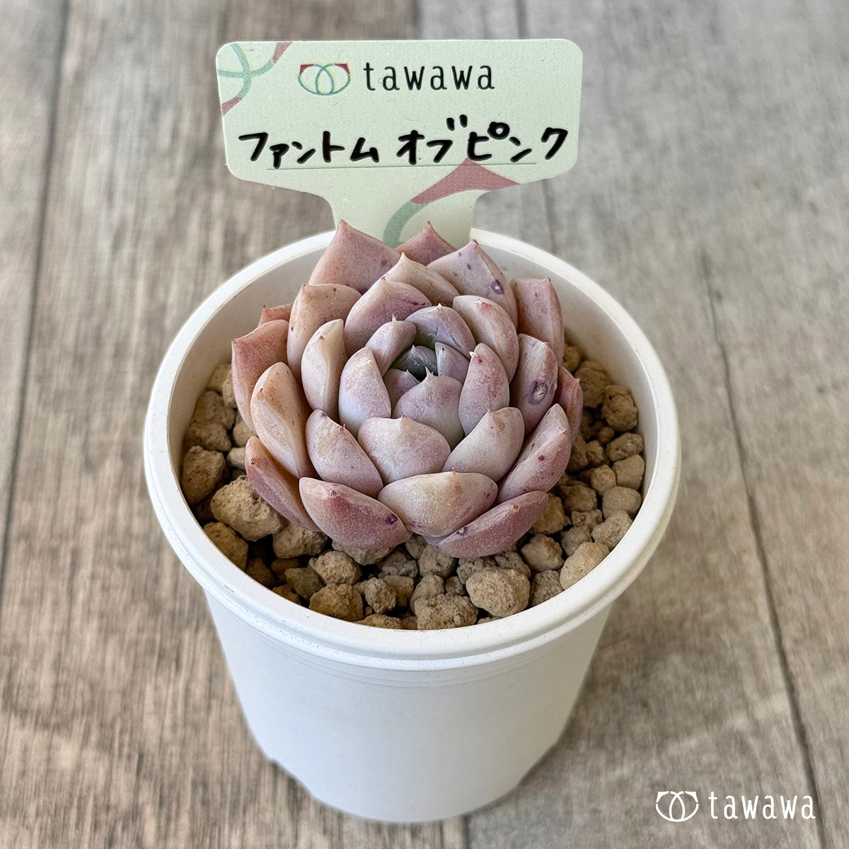 Phantom of Pink (Air Magic Seedling)