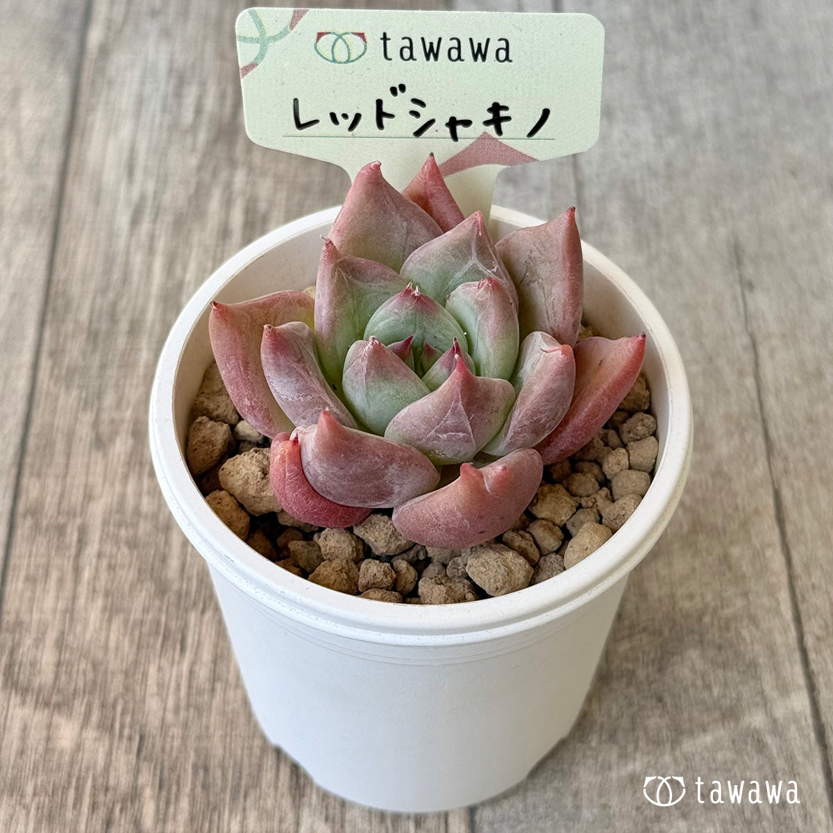 ＊新入荷＊　レッドシャキノ（エアーマジック農園苗）