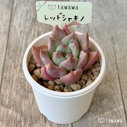 ＊新入荷＊　レッドシャキノ（エアーマジック農園苗）