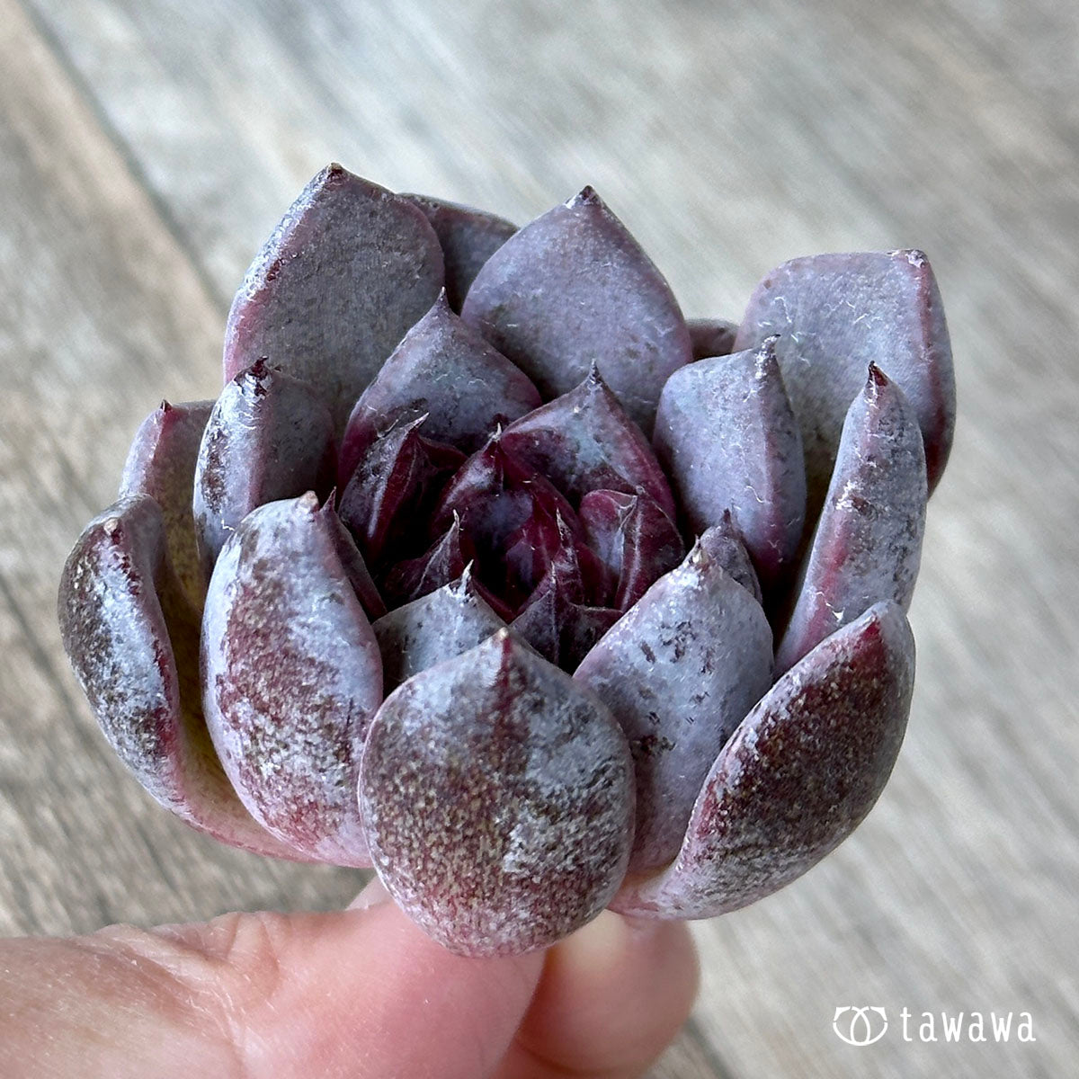ブラッドマリア×メキシカンスノーボールhyb（花村農園苗）