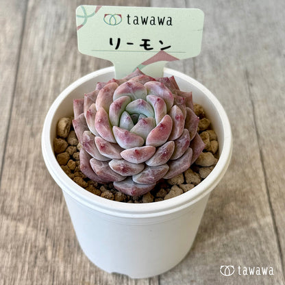 リーモン（エアーマジック農園苗）