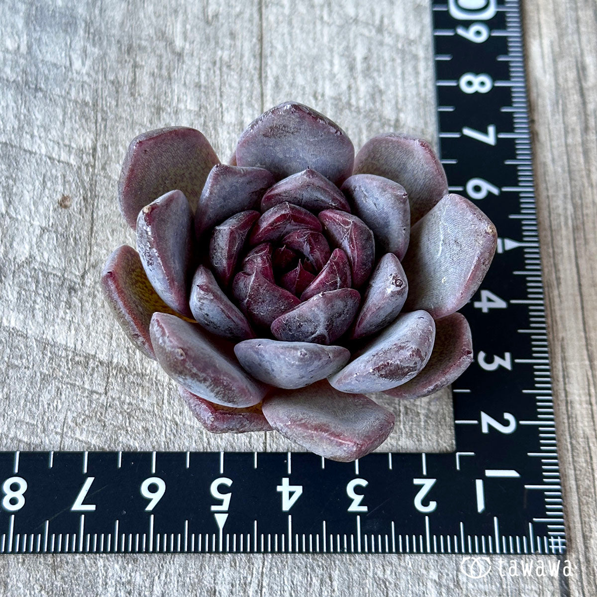 ブラッドマリア×メキシカンスノーボールhyb（花村農園苗）