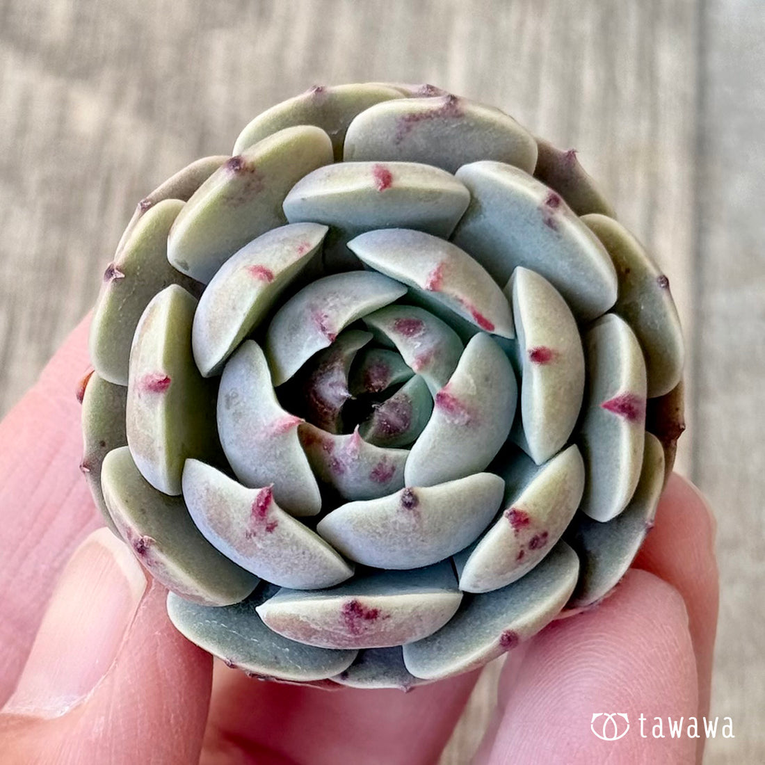 *新入荷* ヨソル(エアーマジック農園苗)