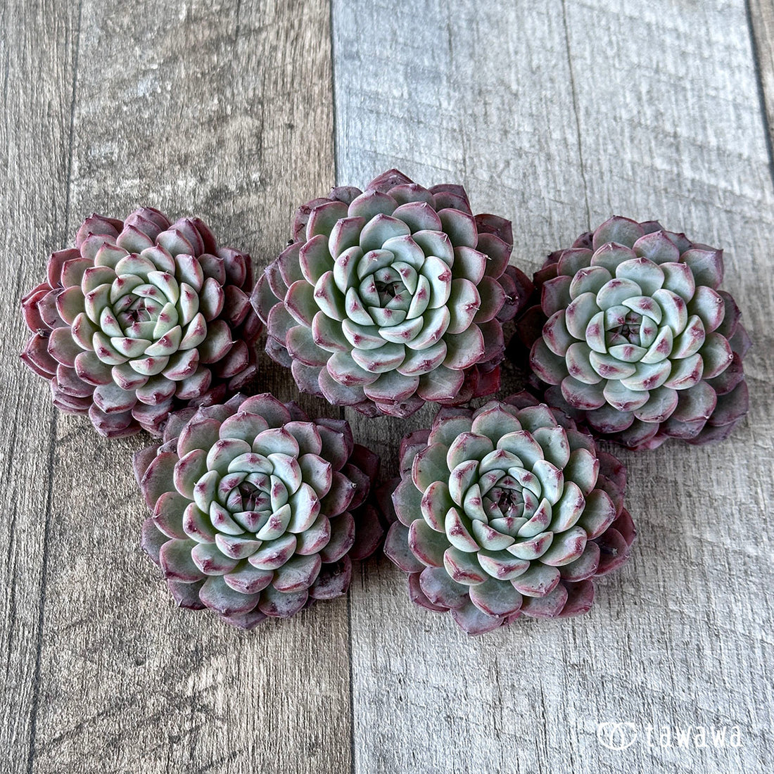 Blue Minima Blue Minima