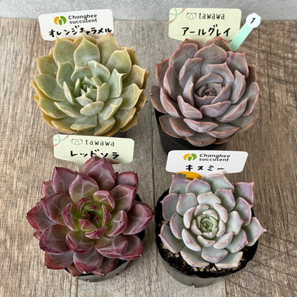6-seedling set (Chanhee Farm) [Tawawa House seedlings]