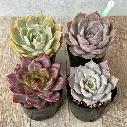 6-seedling set (Chanhee Farm) [Tawawa House seedlings]