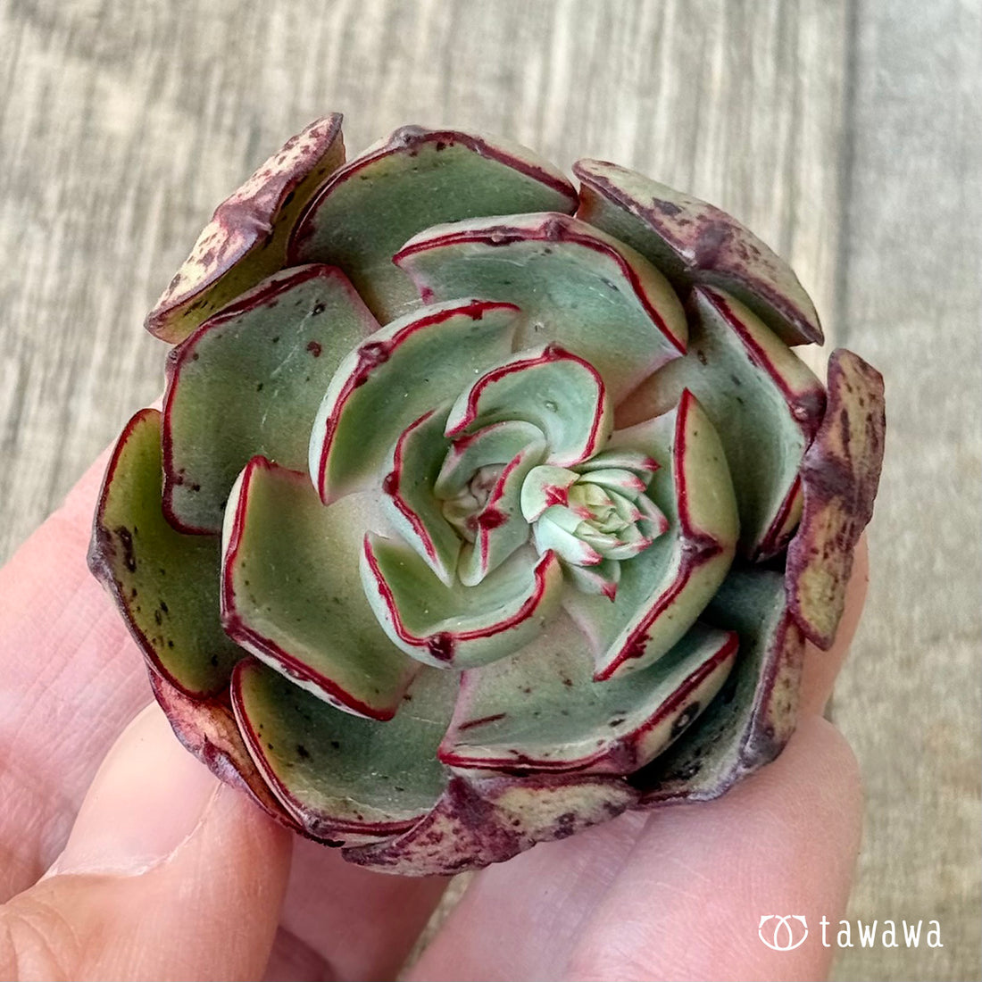 ＊新入荷＊　ミノシマ【単頭】（エアーマジック農園苗）