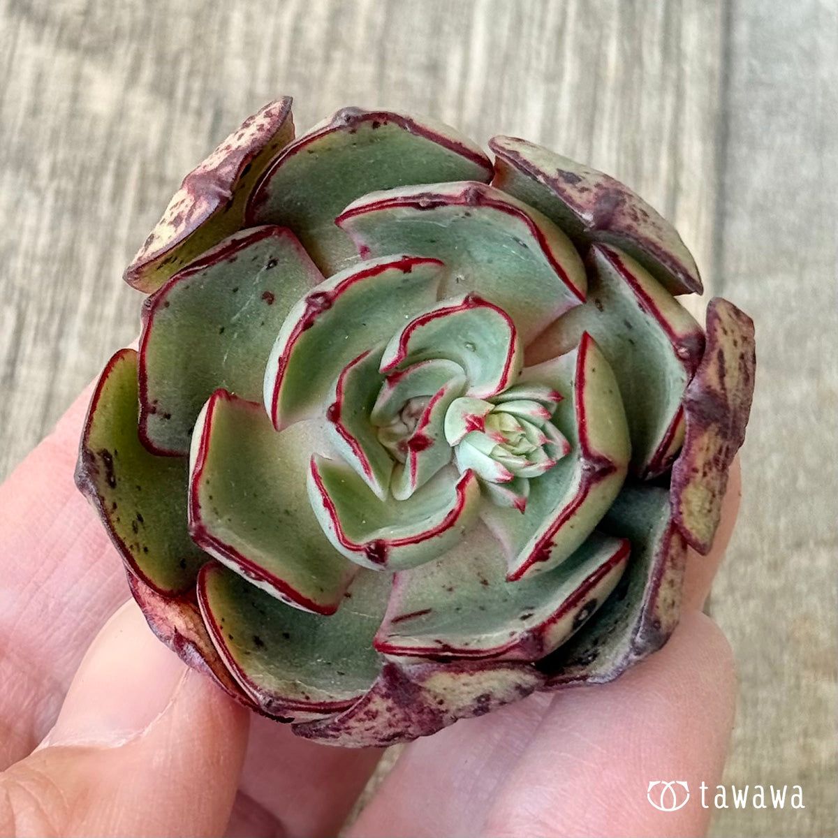 ミノシマ【単頭】（エアーマジック農園苗）