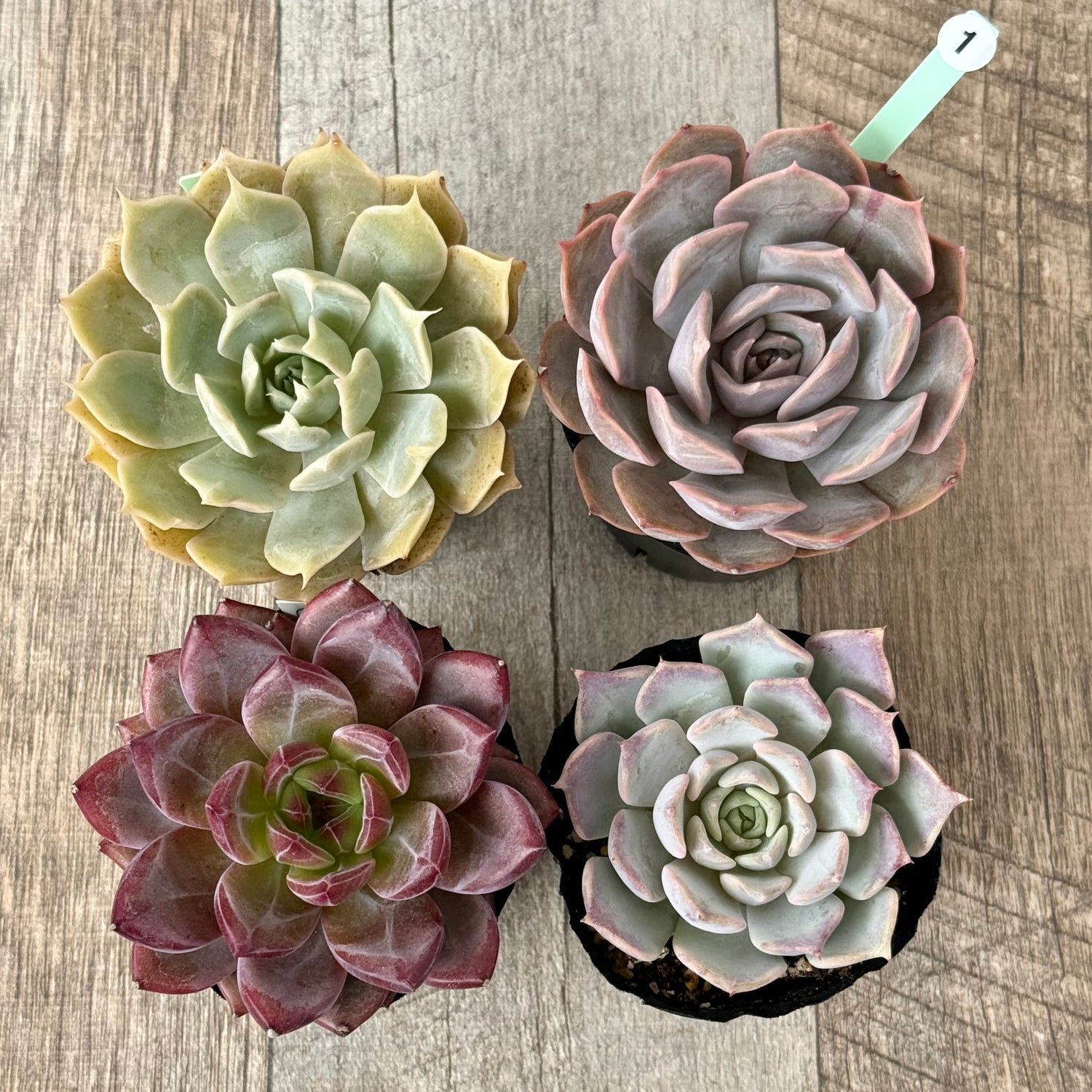 6-seedling set (Chanhee Farm) [Tawawa House seedlings]