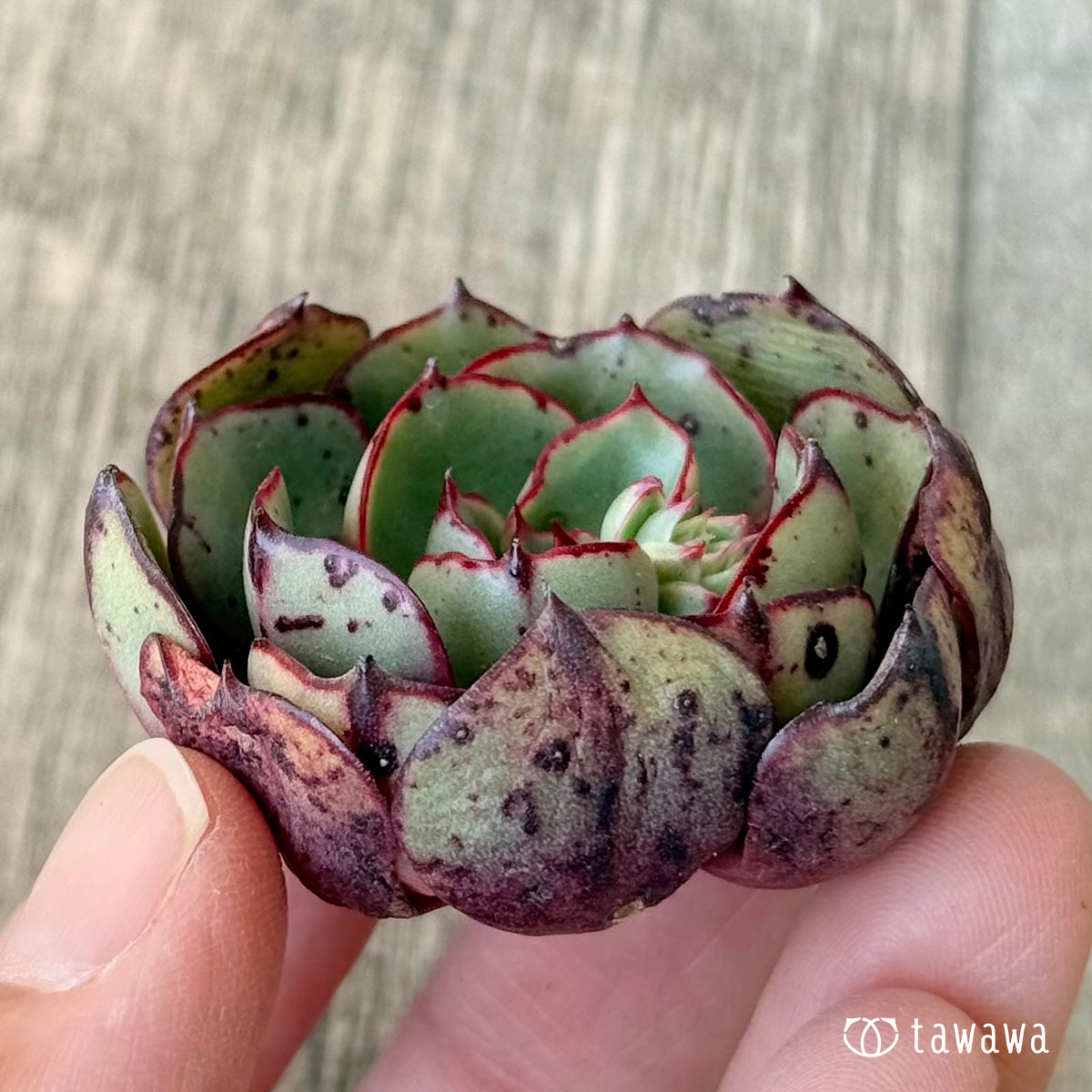 ミノシマ【単頭】（エアーマジック農園苗）