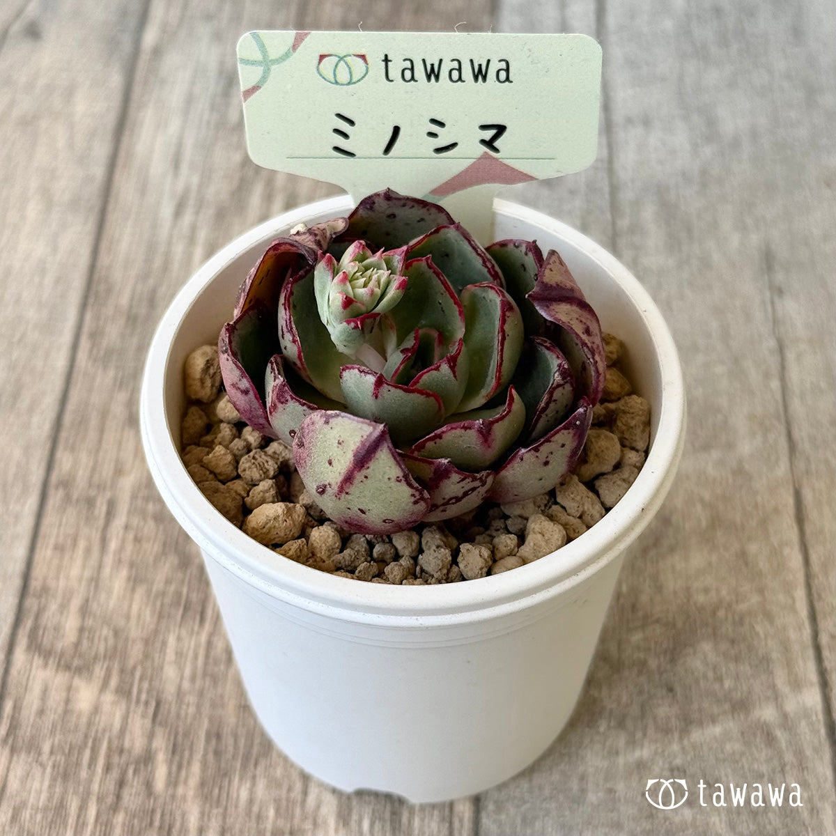 ミノシマ【単頭】（エアーマジック農園苗）