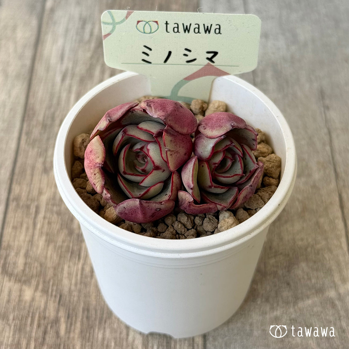 ＊新入荷＊　ミノシマ【多頭】（エアーマジック農園苗）