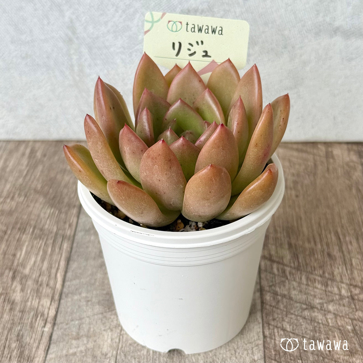 Riju (Hanamura Farm) [Tawawa House Seedlings] (7.5cm pot)