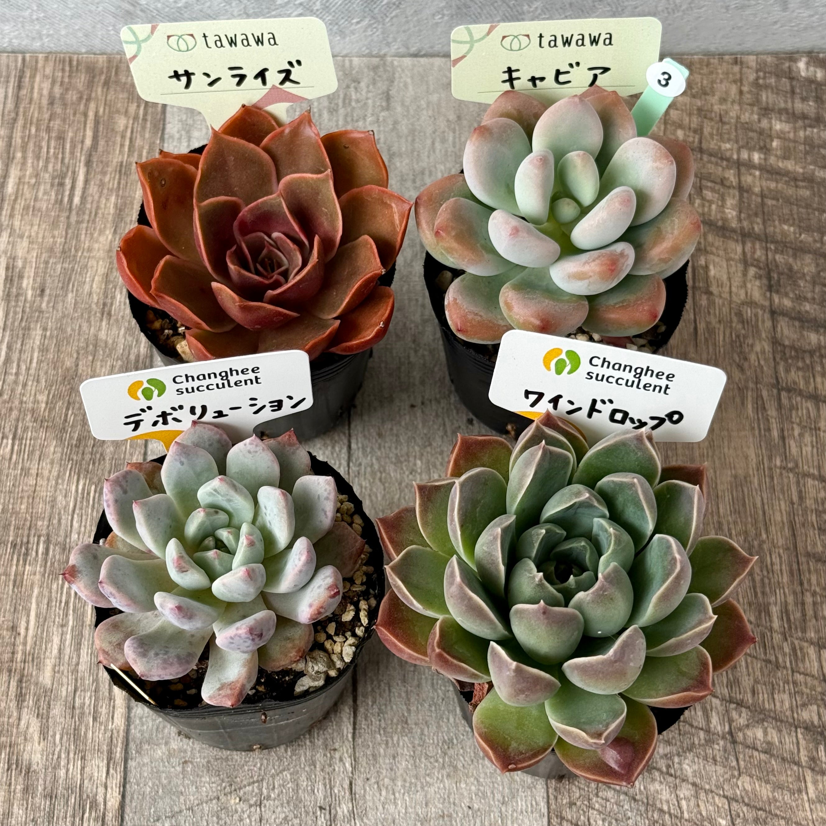 6-seedling set (Chanhee Farm) [Tawawa House seedlings]