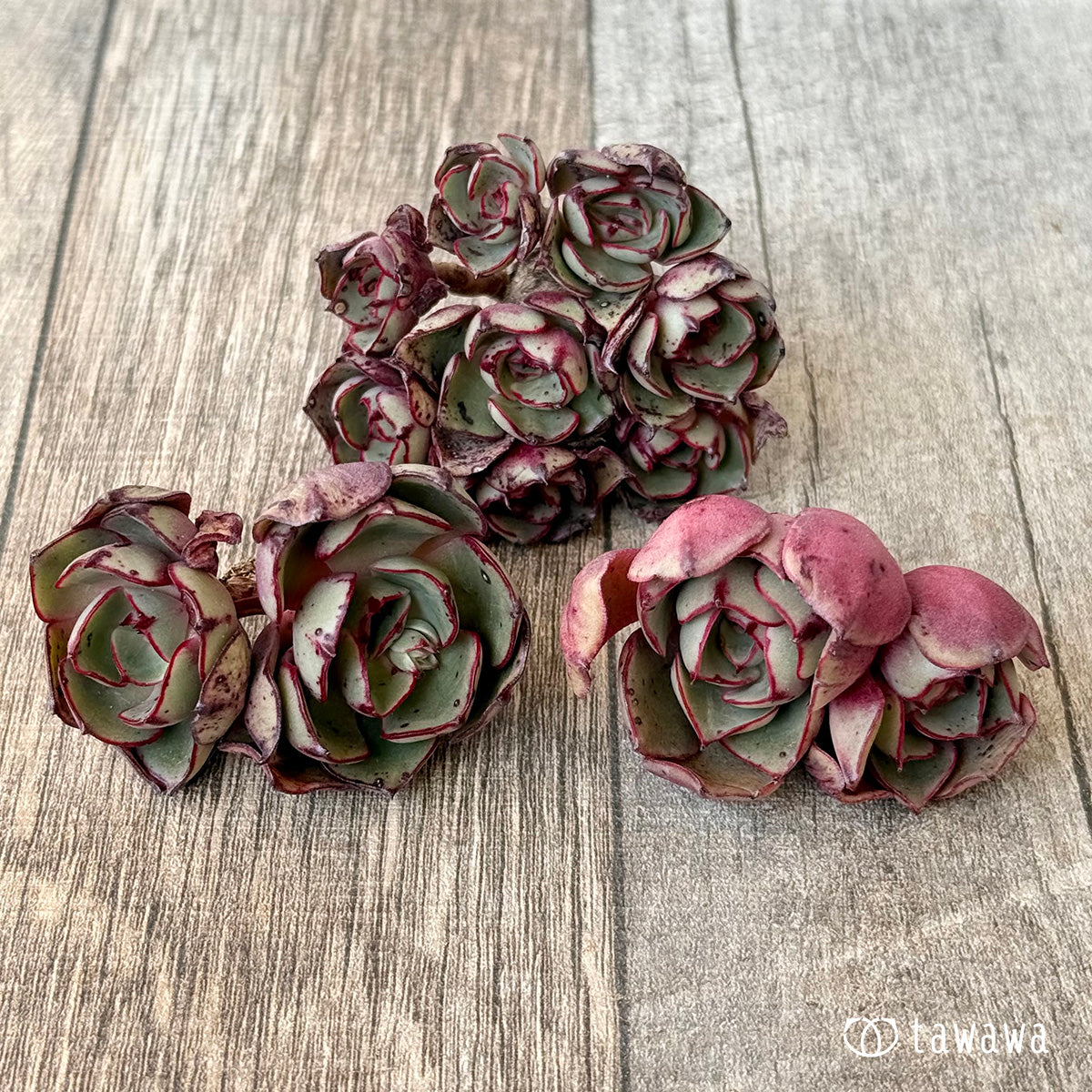 Minoshima [multi-headed] (Air Magic Farm seedling)