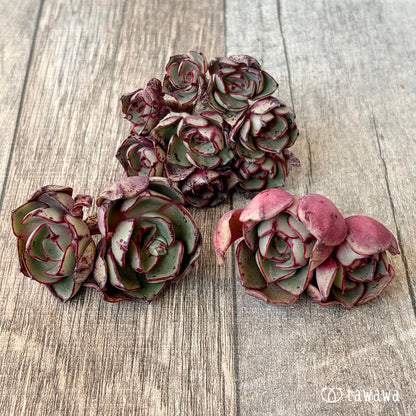 ＊新入荷＊　ミノシマ【多頭】（エアーマジック農園苗）