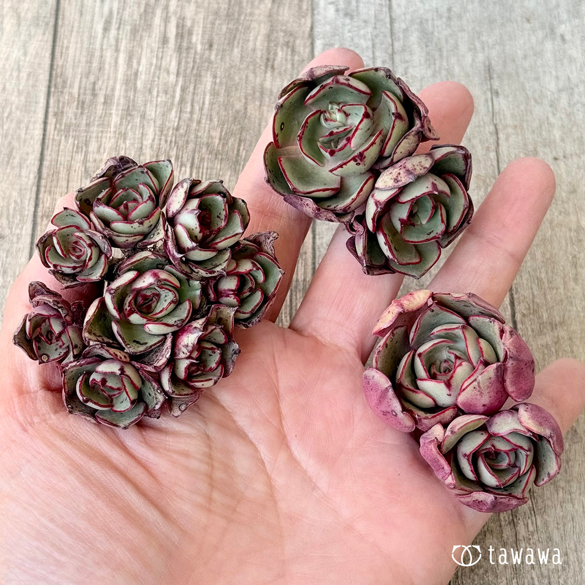 ＊新入荷＊　ミノシマ【多頭】（エアーマジック農園苗）