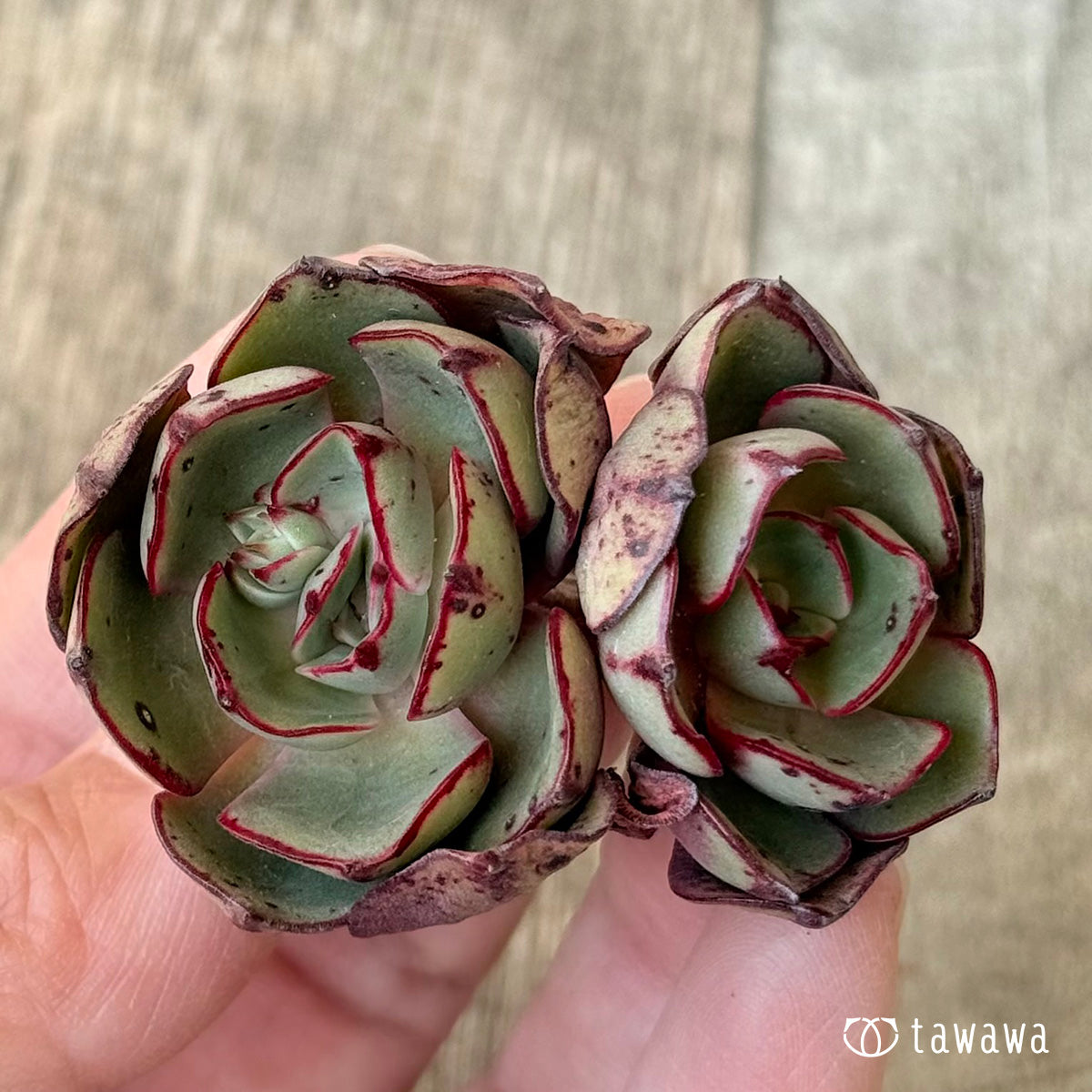 Minoshima [multi-headed] (Air Magic Farm seedling)