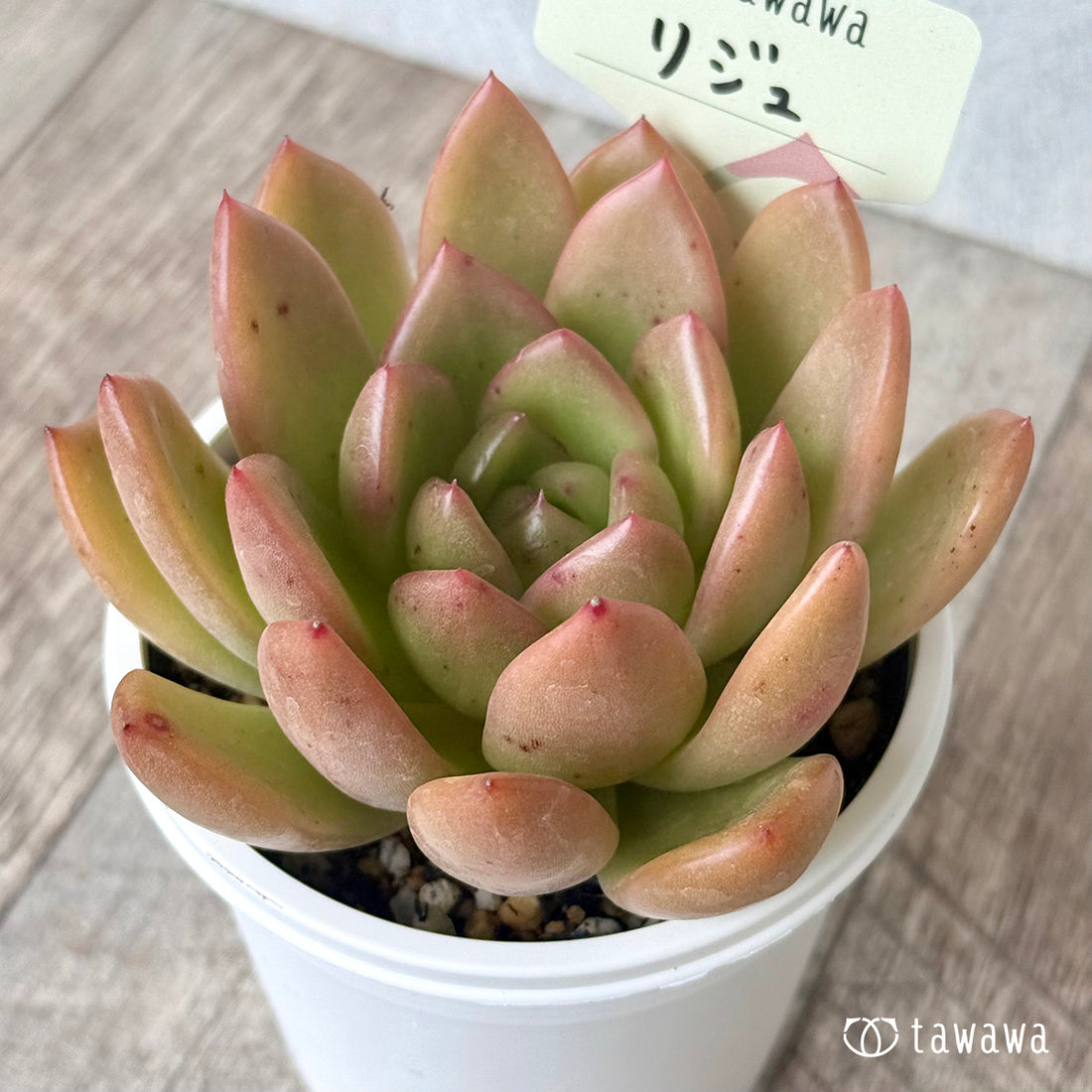 *新発売* リジュ(花村農園)【tawawaハウス苗】(7.5cmポット)